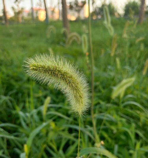 狗尾巴草的花语是什么？它在花语文化中代表什么含义？