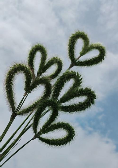 狗尾草的花语是什么？如何用狗尾草表达爱意？