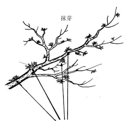 梦香兰开花后修剪方法是什么？修剪后如何护理？