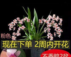 梦香兰的花期是多久？一年能开几次花？