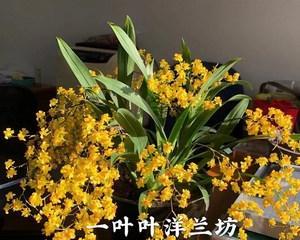 梦香兰的花期是多久？一年能开几次花？