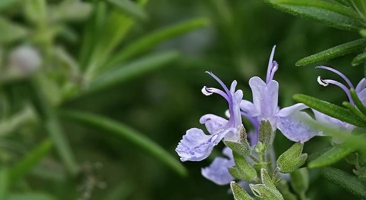 迷迭香花期是什么时候？如何延长花期？