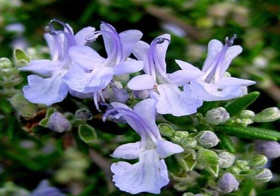 迷迭香花期是什么时候？如何延长花期？