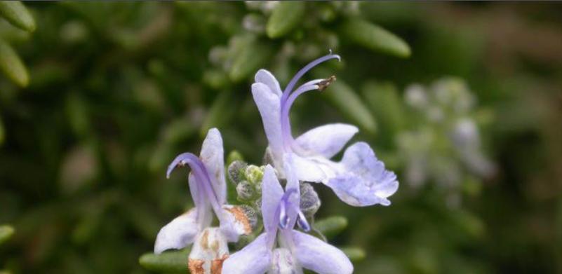 迷迭香开花吗？花期通常在几月份？