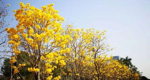 黄花风铃木的花语是什么？如何欣赏其独特之美？