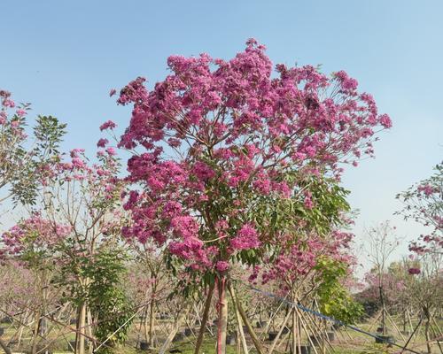 假植苗是什么意思？假植苗的定义和用途是什么？