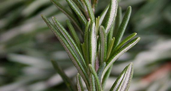 迷迭香是多年生还是年生植物？如何区分和养护？