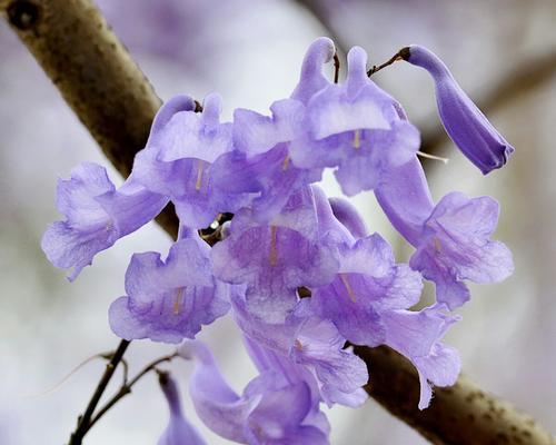 蓝楹花的花语是什么？如何表达爱与思念？