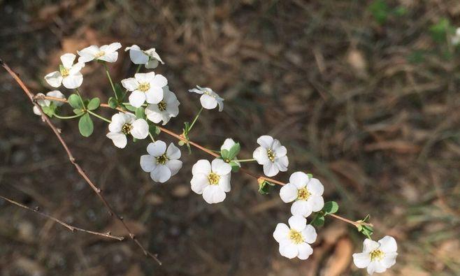 李叶绣线菊花语是什么意思？绣线菊的寓意有哪些常见问题？