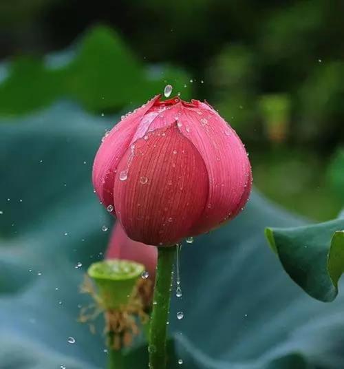 莲花象征着什么？莲花的寓意和文化意义有哪些？