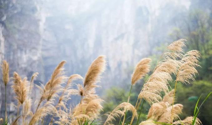 芦苇的花语是什么？了解芦苇的象征意义和用途？