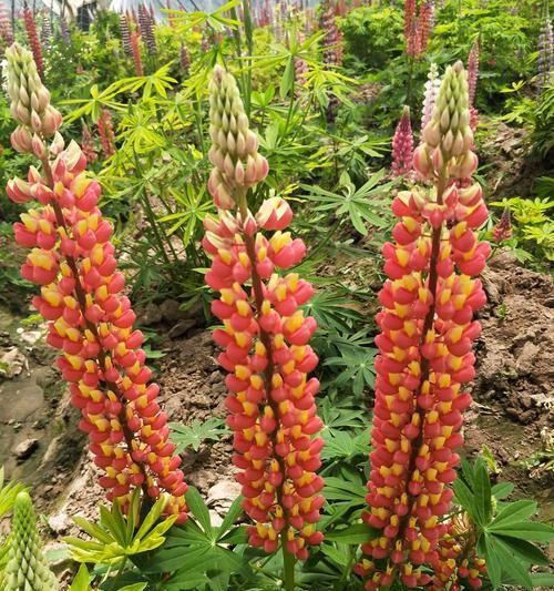 鲁冰花的花语是什么？如何用鲁冰花表达情感？