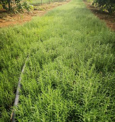 迷迭香种子怎么种植？种植过程中常见的问题有哪些？