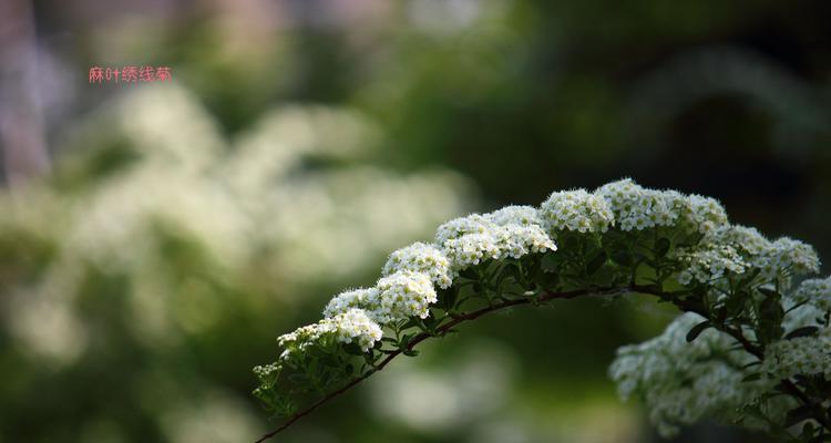 麻叶绣线菊的花语是什么？如何正确解读其象征意义？