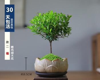 迷你盆栽植物有哪些？如何选择适合自己的迷你植物？