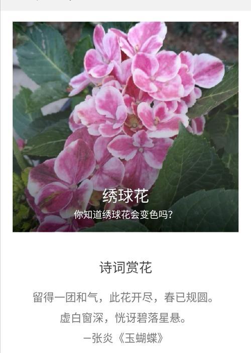 木绣球的花语是什么？如何正确解读木绣球的象征意义？