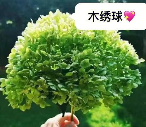 木绣球的花语是什么？如何正确解读木绣球的象征意义？