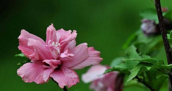 木槿花的花语是什么？木槿花代表了哪些含义？