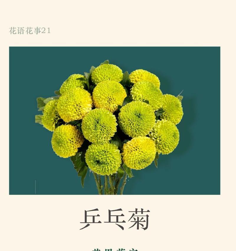 乒乓菊的花语是什么？如何正确解读乒乓菊的含义？