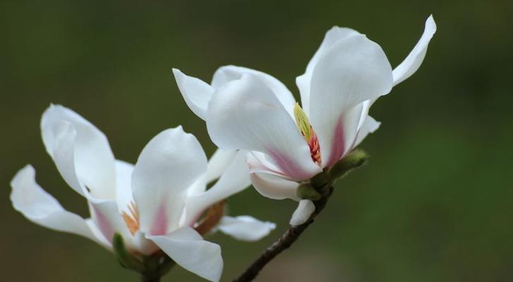 深山含笑花语是什么？传说中有哪些故事？