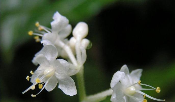 双生花的花语是什么？了解双生花的深层含义和象征意义？