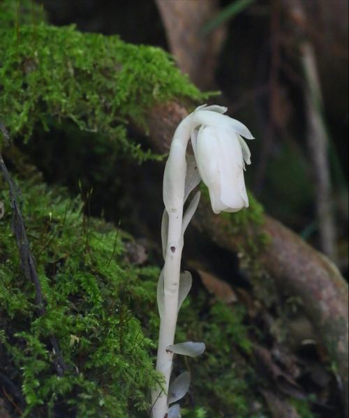 水晶兰的花语是什么？了解这种神秘花卉的深层含义？