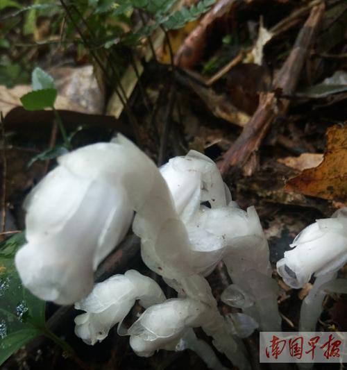 水晶兰的花语是什么？了解这种神秘花卉的深层含义？