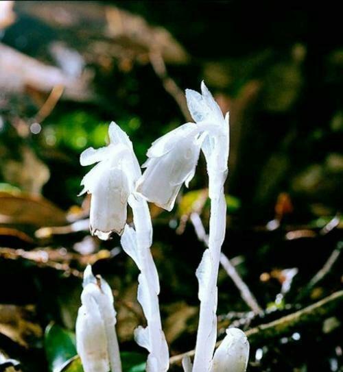 水晶兰的花语是什么？了解这种神秘花卉的深层含义？