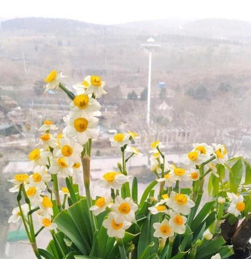 水仙花象征什么？水仙花寓意的常见问题解答？