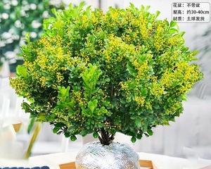 米兰花喜阴还是喜阳？如何正确养护米兰花？