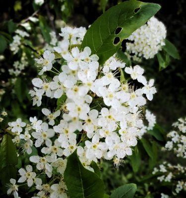 线叶绣线菊花语是什么？如何解读其花语含义？