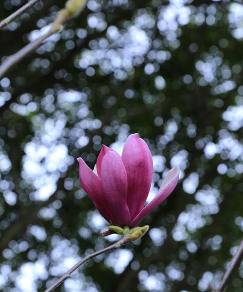 辛夷花的花语是什么？了解辛夷花的象征意义及其文化背景？