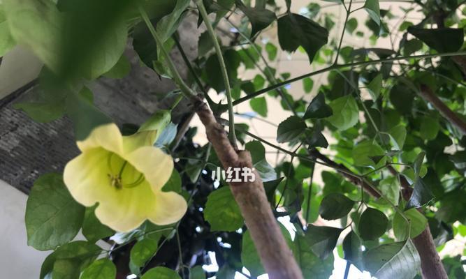 幸福树的花语是什么？如何养护幸福树以保持其花语的寓意？