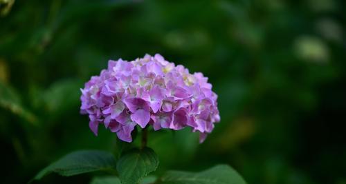 绣球花的花语是什么？绣球花代表了哪些情感含义？