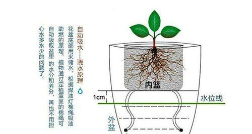 米兰换盆的最佳时间是什么时候？具体步骤有哪些？