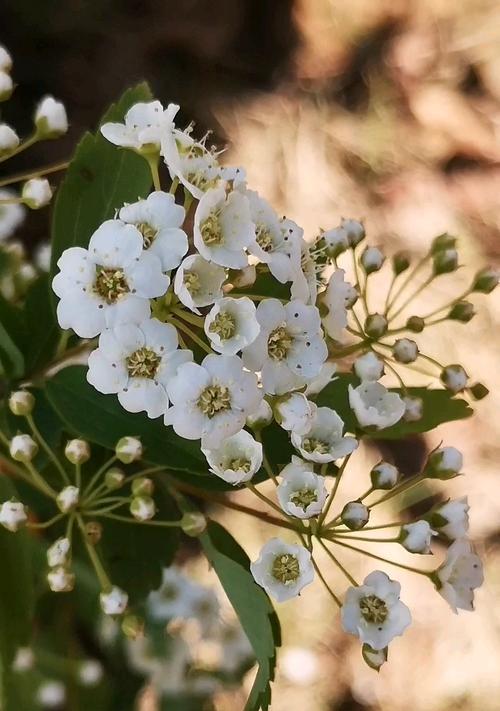 绣线菊的花语是什么意思？绣线菊寓意着什么？