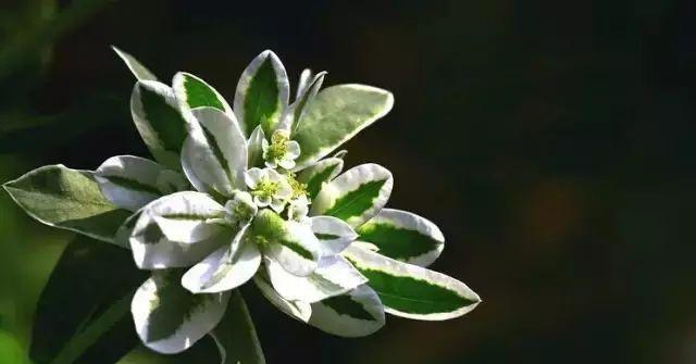 银叶菊的花语是什么？如何养护银叶菊？