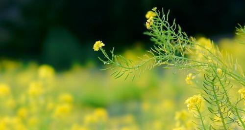 油菜花的花语是什么？油菜花象征着什么含义？