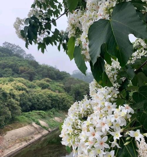 油桐花的花语是什么？油桐花代表的含义有哪些？