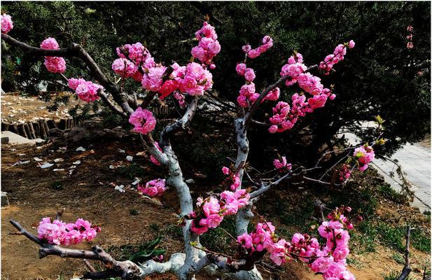 榆叶梅的花语是什么？如何用榆叶梅表达爱意？