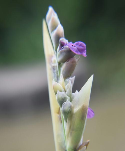 再力花的花语是什么？如何正确解读再力花的含义？