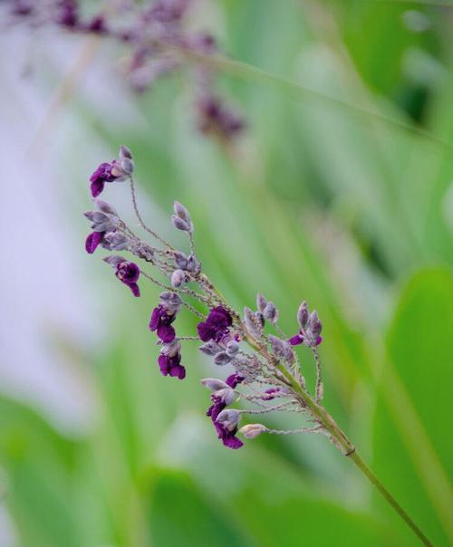 再力花的花语是什么？如何正确解读再力花的含义？