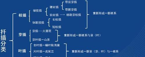 米兰扦插生根最快方法是什么？如何提高成功率？