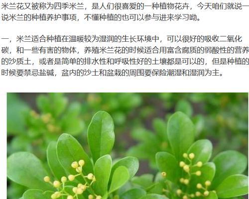 米兰换盆的最佳时机是什么时候？换盆后应该注意什么？