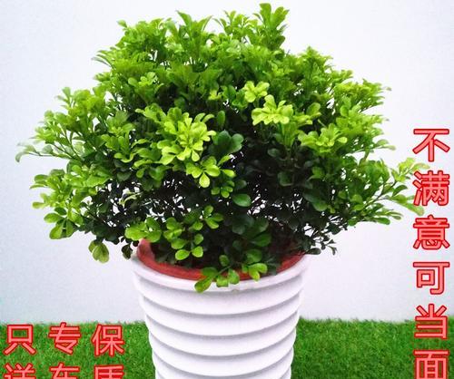 米兰是什么植物？米兰植物的特点和养护方法是什么？