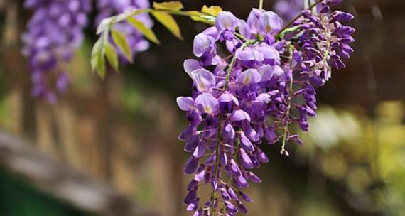 紫藤花语的含义是什么？紫藤花代表了哪些情感？