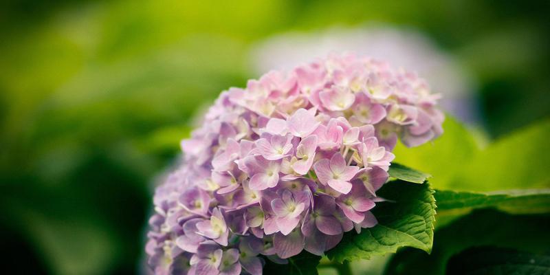 紫阳花的花语是什么？如何用紫阳花表达情感？