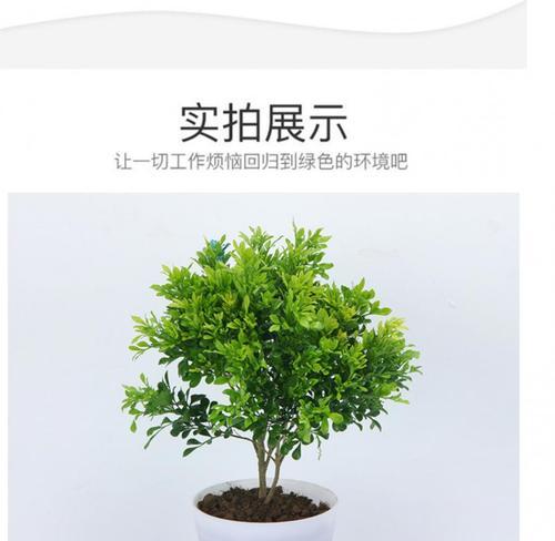 米兰植物应该用大盆还是小盆种植？如何选择合适尺寸？