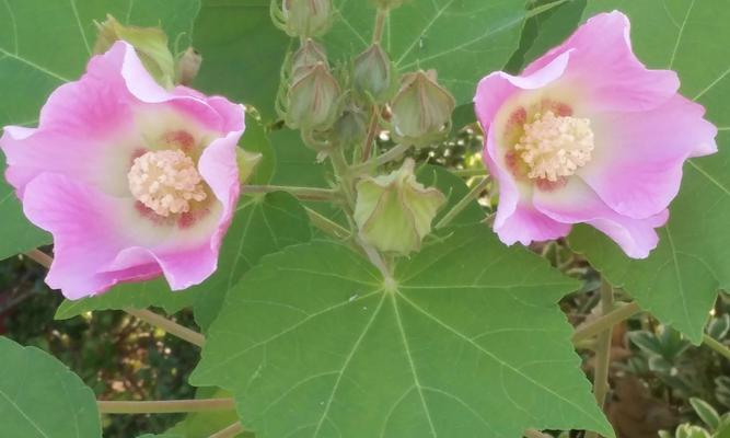 芙蓉花语代表什么含义？芙蓉的花语有哪些特别之处？