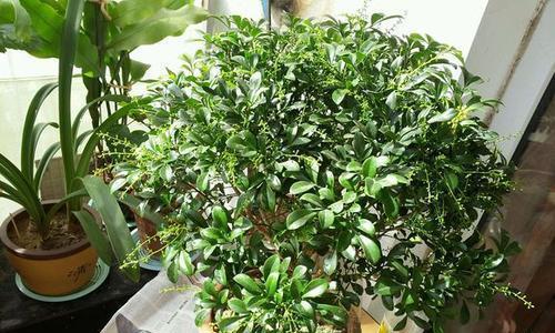 米兰植物应该种植在深盆还是浅盆中？